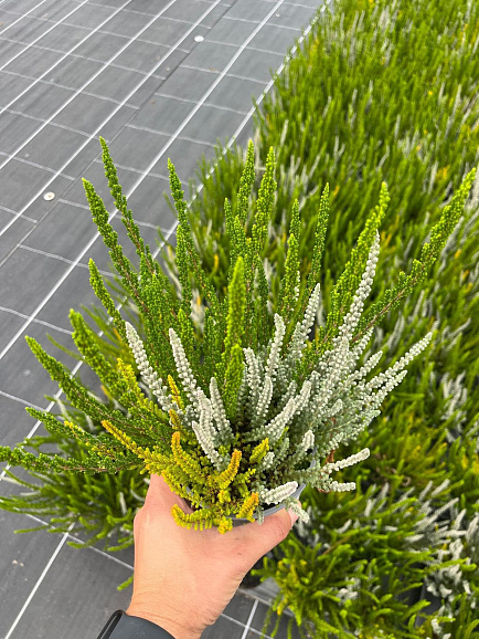 Каллуна обыкновенная Зелия/Зилли/Зое