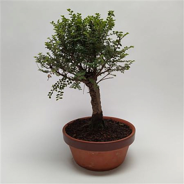 Bonsai Ulmus Hokkaido