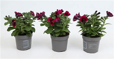 Alpetunia Dark Purple
