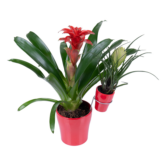 Бромелия Микс в керамике мама + малыш