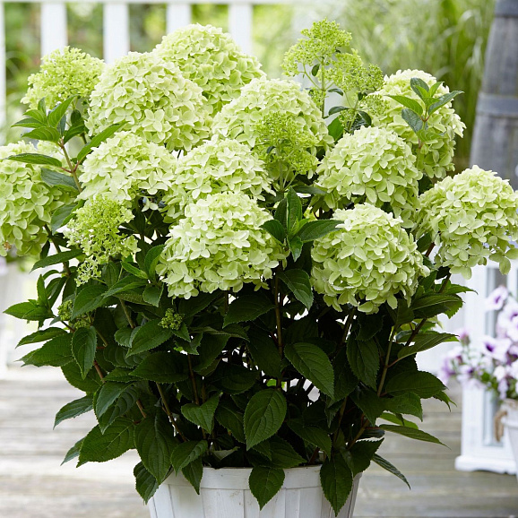 Гортензия метельчатая Гарденлайт Уайт Лайт