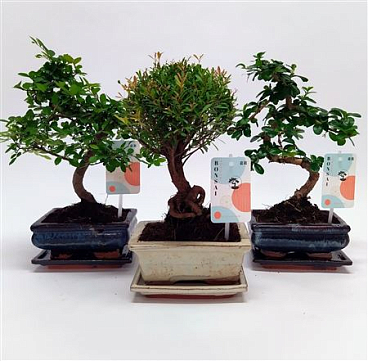 Bonsai Mix Traditional