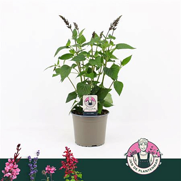 Salvia Guarantica Dark Blue