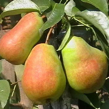 Груша обыкновенная Кафедральная в тубе