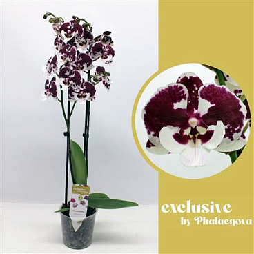 Phal 2st Untold Stories 16+ (phalaenova)