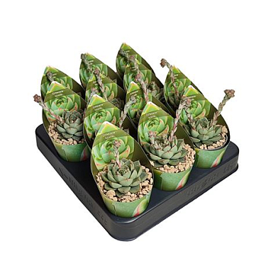 Echeveria Fabiola Potcover