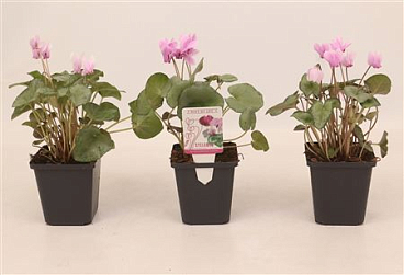 Cyclamen Hed Silverleaf Pink