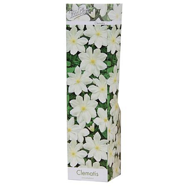 Clematis White