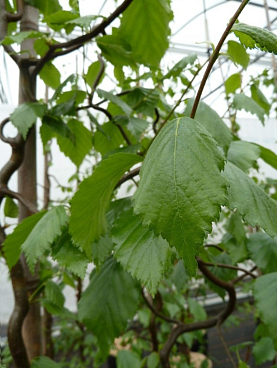 Береза повислая Спайдер Эллей штамб