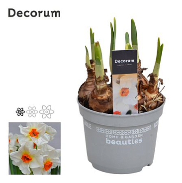 Нарцисс Крэгфорд (декорум)