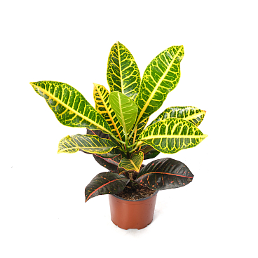 Кодиеум Петра