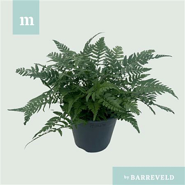 Polystichum Tsussimense