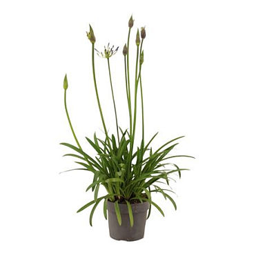 Agapanthus Su Casa