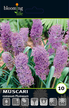 Мускари хохлатый Плюмозум | Оптовая цветочная компания «Флора Групп» Мускари хохлатый Плюмозум