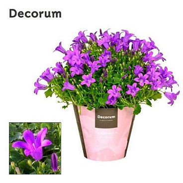 Campanula Porto Longlife (decorum)