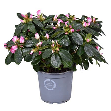 Azalea Vogel Hulsten