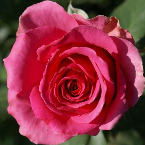 Роза чайно-гибридная Тенга Венга