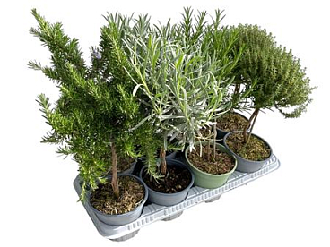 Herb Mix On Stem