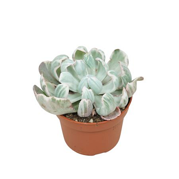 Echeveria Green Emerald Variegata