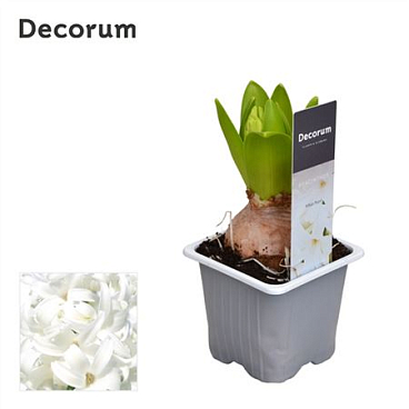 Hyacinthus White Pearl 1pp Label (decorum)