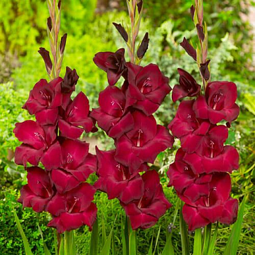 Гладиолус крупноцветковый Эт Найт