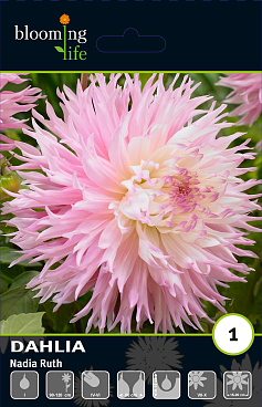 Георгина фимбриата Надя Руз