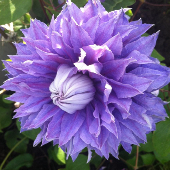 Клематис гибридный Бель Оф Таранаки