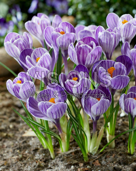 Крокус крупноцветковый фиолетово-белый