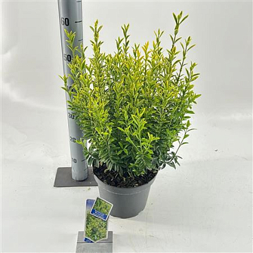 Euonymus Jap Micr Aureovariegatus