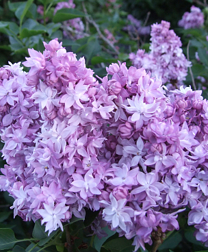 Сирень обыкновенная Сиреневый Мрамор