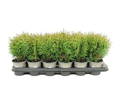 Thuja Occ Waterfield
