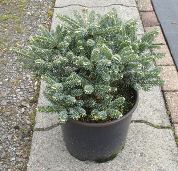 Пихта корейская Блю Эмпериор