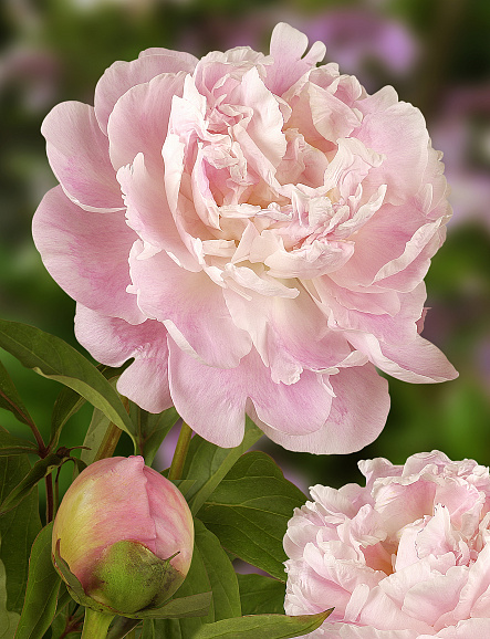 Пион травянистый Катрин Фонтейн в тубе