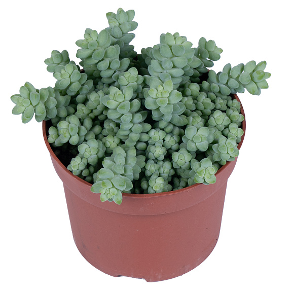 Очиток Буррито