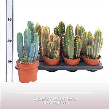 Cactus Mix Pillars Xxl