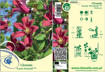 Клематис фиолетовый Скарлет Увиндмилл