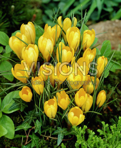 Крокус крупноцветковый желтый