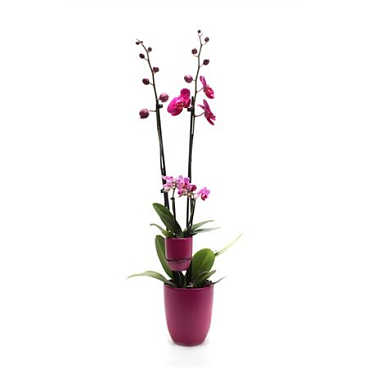 Phal 2st Tiny Dolls Purple 14+tiny Dolls 1st (vg)