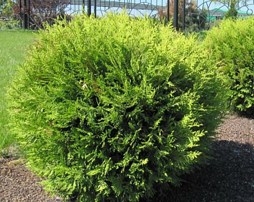 Туя западная Глобоза Ауреа