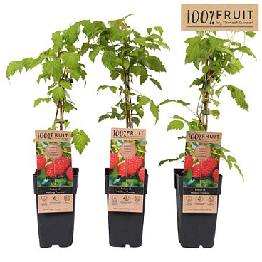 Rubus Idaeus Malling Promise
