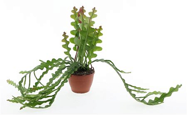 Epiphyllum Anguliger Hangplant