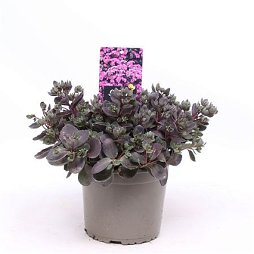 Sedum Suns Dazzleberry