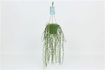 Hoya Linearis Hangpot