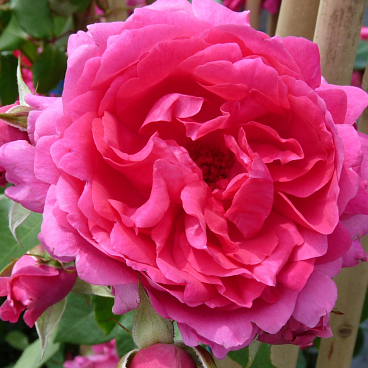 Роза плетистая Парад