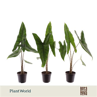 Alocasia Zebrina (decorum)