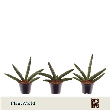Sansevieria Skyline (decorum)