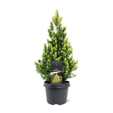 Picea Glauca Rainbow's End