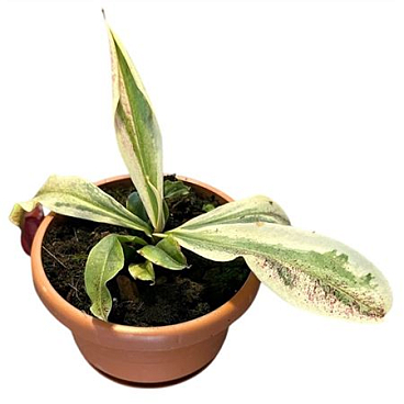 Nepenthes Viking X Ampullaria Variegata