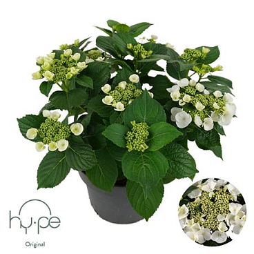 Hydrangea Ma Lacecap White 7+ (hy-pe)
