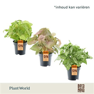 Syngonium Mixed